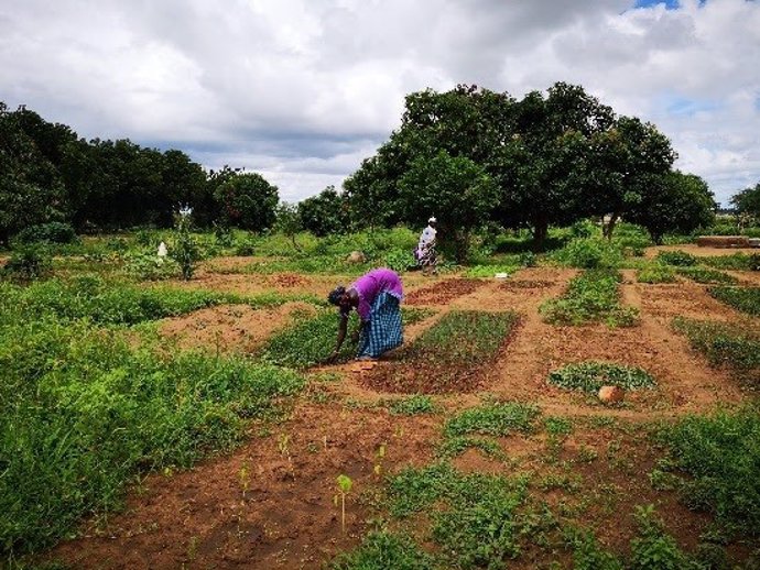 Plantación agrícola en Gambia