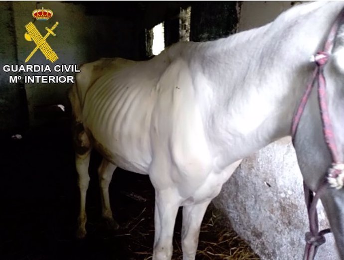 Caballo abandonado en una explotación de Baiona