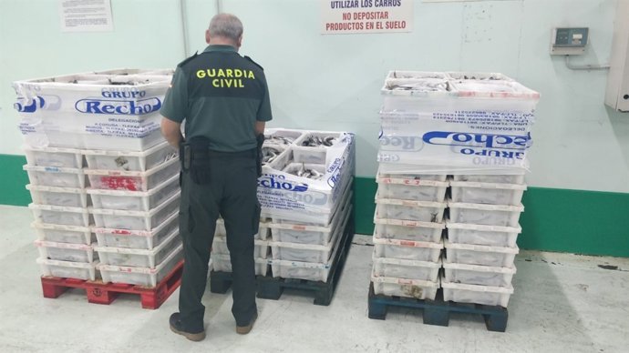 Jurel intervenido por la Guardia Civil en el Puerto de A Coruña