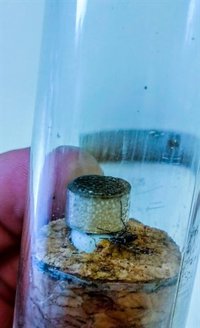 La UEx pide a los ciudadanos que crean haber visto un mosquito tigre que envíen la fotografía a la app 'Mosquito alert'