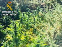 Fiscalía Superior afirma que las organizaciones dedicadas al tráfico de marihuana buscan colaboración policial