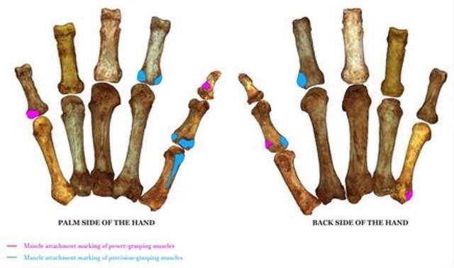 Esqueletos de mano de neandertal