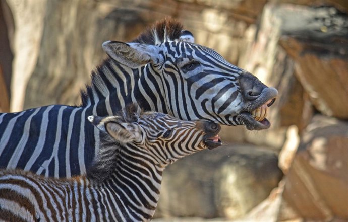 Cría de cebra junto a su madre en el parque valenciano