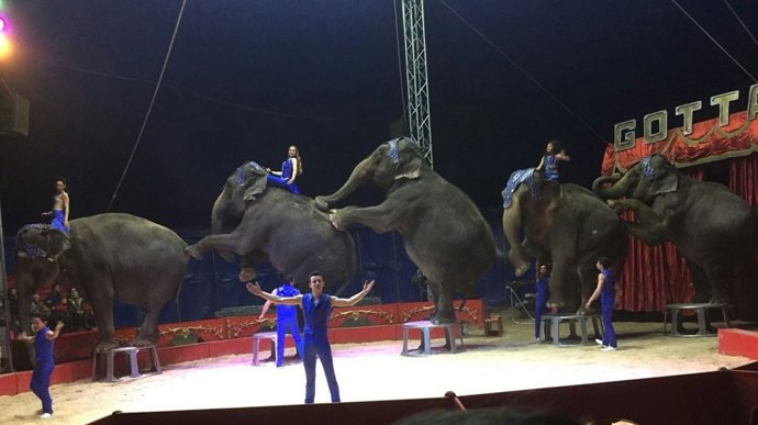 Elefants del Circ Gottani, que van patir un accident de trànsit a Albacete