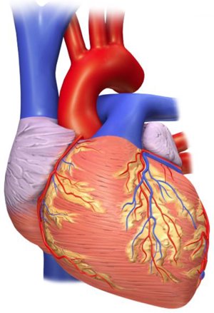 29 De Septiembre Dia Mundial Del Corazon Por Que Se Celebra Hoy