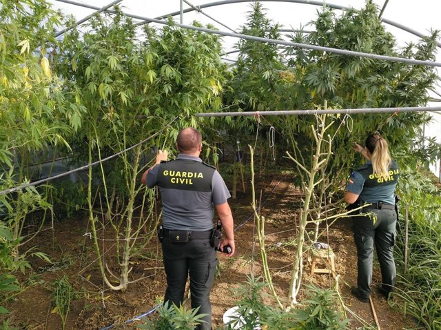 Plantación de marihuana en Caldas de Reis (Pontevedra).