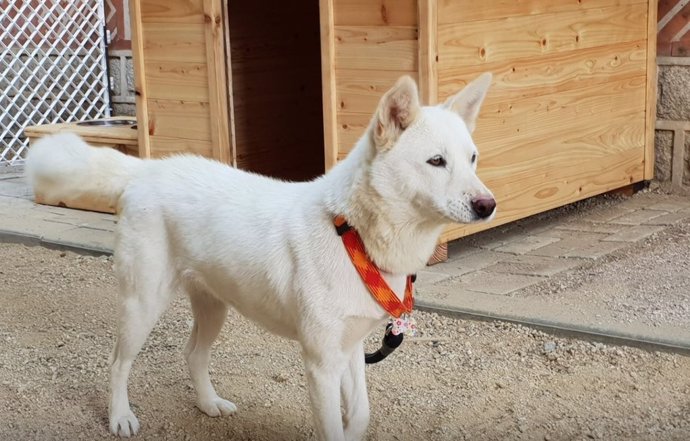 Perro de raza Pungsan entregado por Kim Jong Un a Moon Jae In