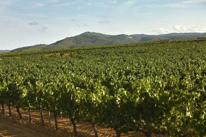 Vinyer de Codorníu, cava