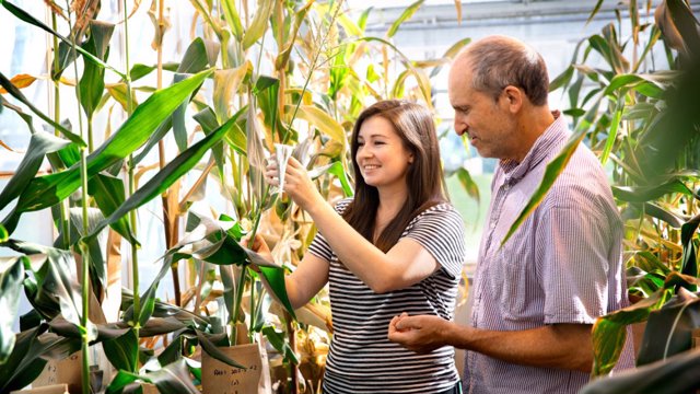  Investigadores examinan plantas de la nueva variedad