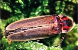 Una luciérnaga exótica del género 'Photinus' detectada en Girona