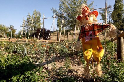 El Ayuntamiento De Alcobendas Alejara Los Huertos Urbanos Del Ceip Bachiller Alonso Tras Las Quejas De Algunos Padres