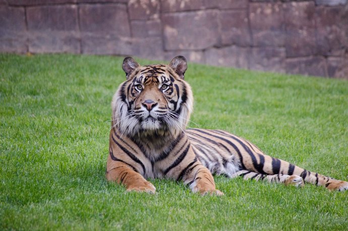 Harau, tigre de Sumatra, en el Bioparc Fuengirola 