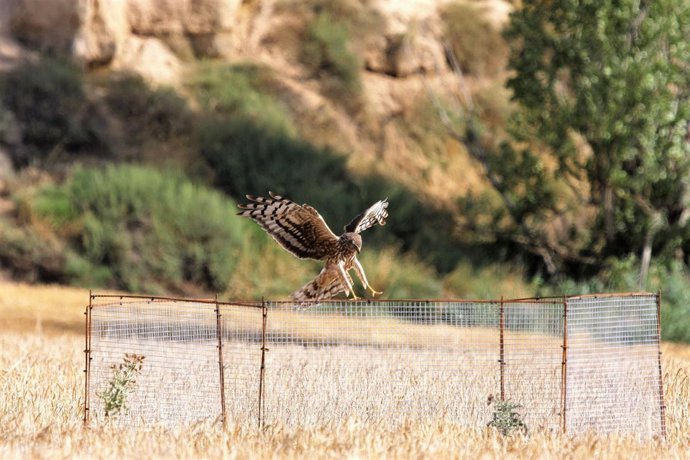 Sistema de Endesa para la protección del aguilucho cenizo