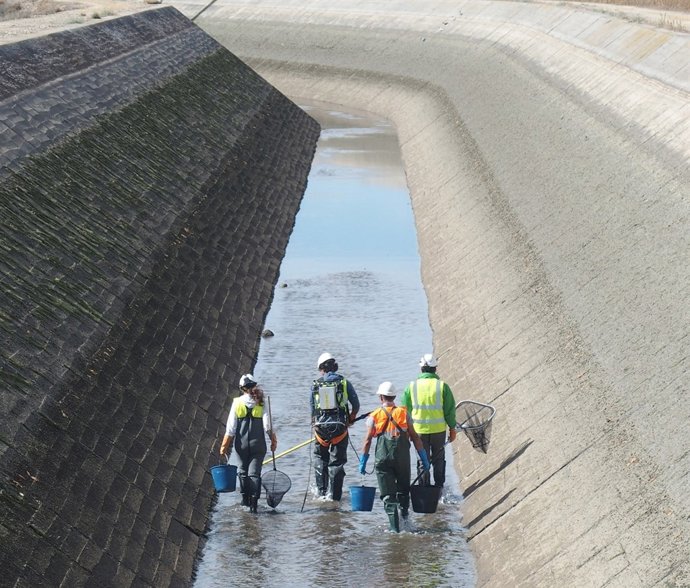 Rescate de peces en Balaguer  