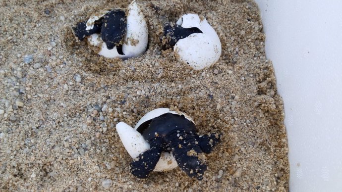 Tortugas bobas (Caretta caretta) eclosionando este martes en el nido de Premià