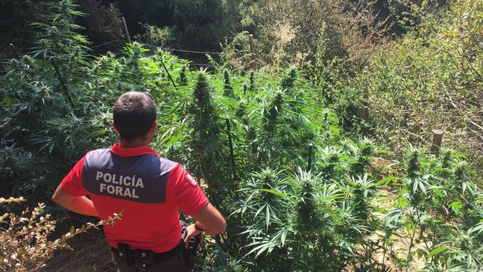Plantación de marihuana localizada por la Policía Foral en Iturgoyen.