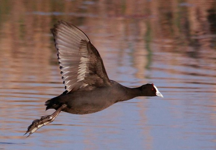 Focha Moruna (Fulica cristata) volando sobre un humedal
