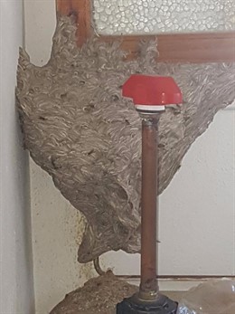 Nido de avispas en Sant Joan