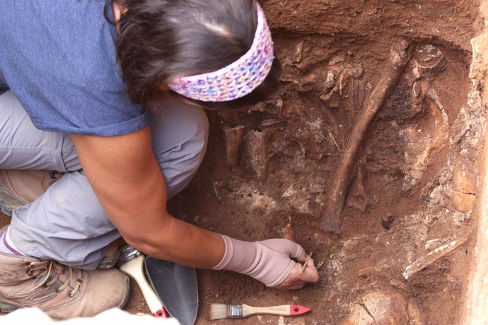Excavaciones en una fosa del cementerio de Sevilla