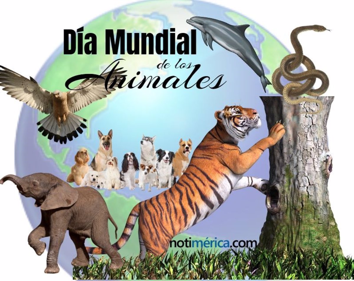 ¿Por qué el 4 de octubre es el Día Mundial de los Animales?