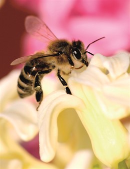 Abeja