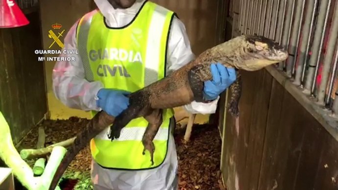 El Seprona rescata una iguana