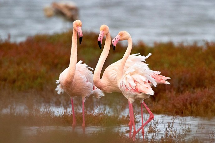 Flamencos en el Parc Natural del Delta de L'Ebre