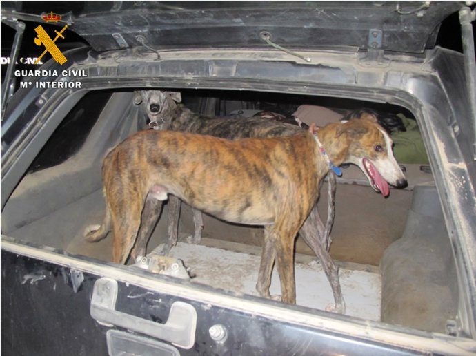 Uno de los galgos que llevaban los cazadores furtivos. 5-10-2018