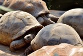 Foto: La Fiscalía de Galápagos investiga el robo de 123 crías de tortuga gigante de un criadero protegido