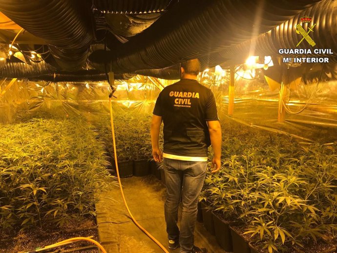 Plantación ilegal de marihuana en Alicante
