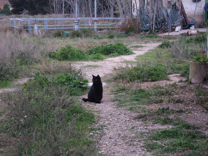 Gato negro, colonia de gatos en el Parque Pignatelli de Zaragoza