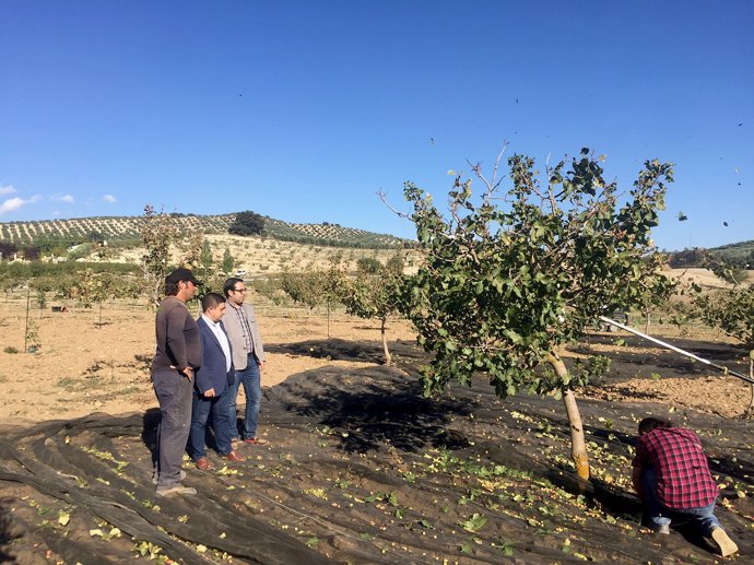 La Diputación fomenta la plantación de pistacho en la provincia