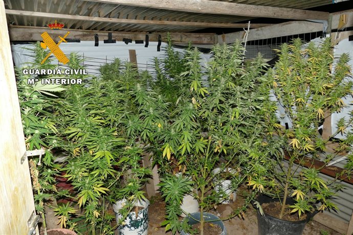 Marihuana incautada por la Guardia Civil en Mendavia