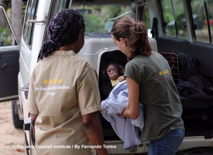 Una cría decomisada llega al Instituto Jane Goodall en el Congo