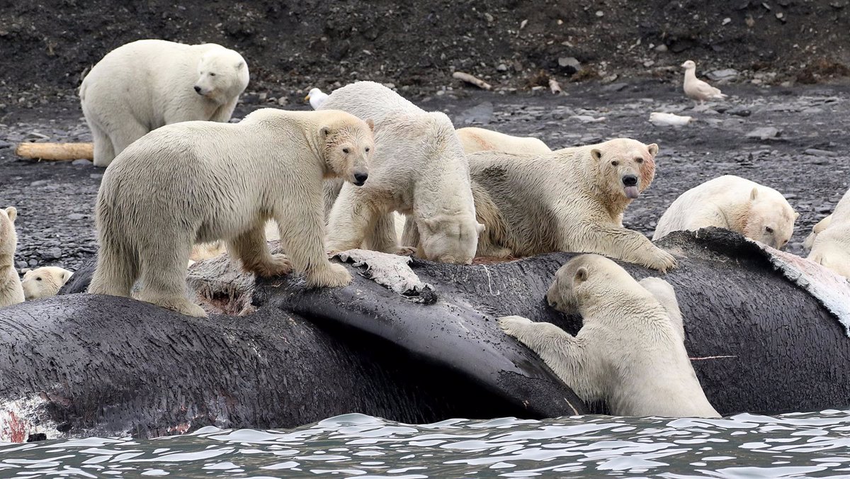 Las ballenas escasearán alimento para los osos polares en 2040