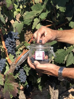 Control maduración del viñedo