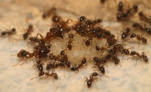    Hormigas  Del Género Pheidole