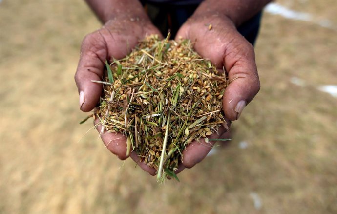 Un agricultor muestra semillas en Colombo (Sri Lanka)