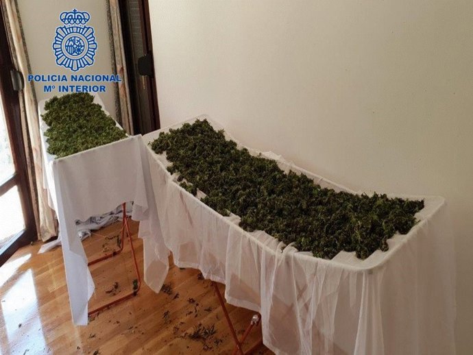 Marihuana encontrada en el domicilio del detenido