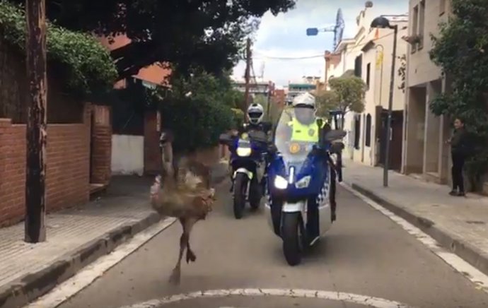 Un emú es passeja pels carrers del centre de Sant Cugat (Barcelona)