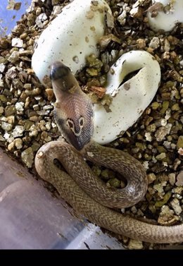 Un ejemplar de las nuevas cobras que se han incorporado a Terra Natura