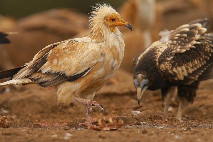 Parejasde Alimoche en Andalucía