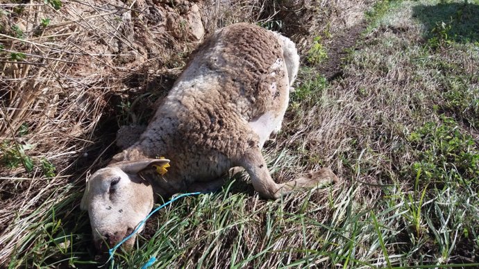 Cadáver de una oveja recogido tras las inundaciones en Mallorca