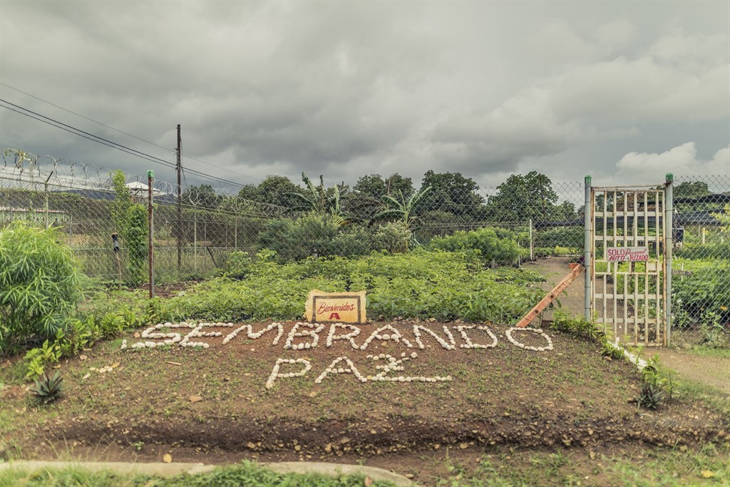 Sembrando Paz, el vivero que ayuda a reforestar Panamá y a la