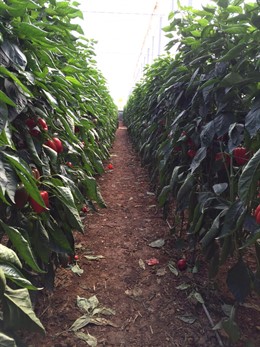 INVERNADERO DE PIMIENTOS