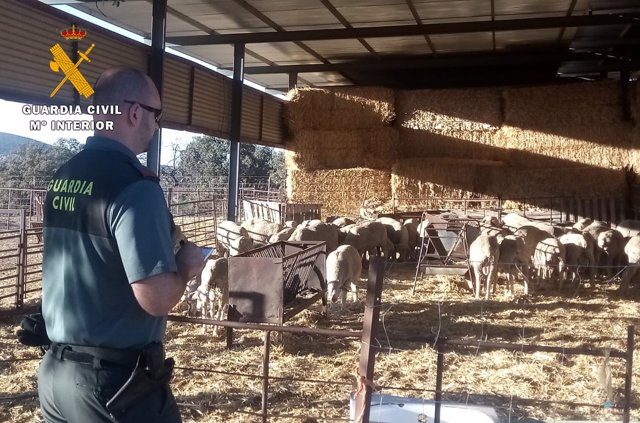 La Guardia Civil esclarece el robo de ganado ovino en Córdoba
