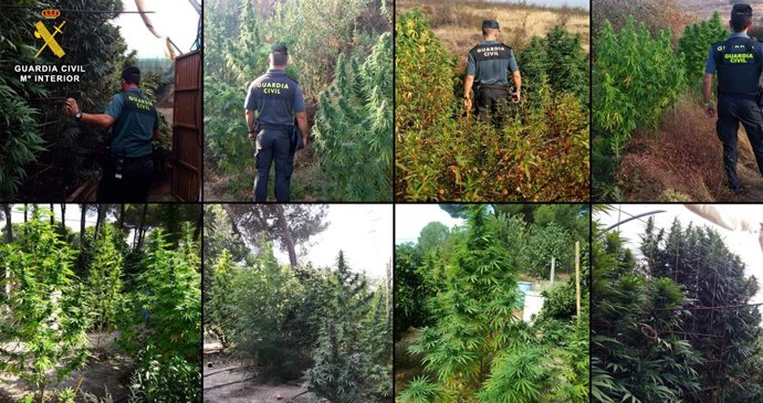 Operaciones de intervención de marihuana en Huelva