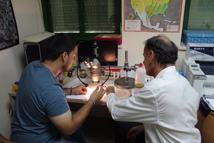 Investigadores analizan una muestra de mosquito tigre