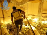 Desmantelado en Sanlúcar un bloque de viviendas dedicado casi en exclusiva al cultivo de marihuana