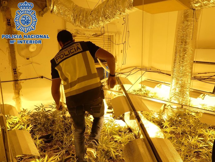 Plantación de marihuana en interior de vivienda en Sanlúcar